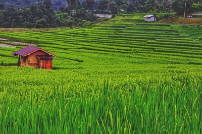Scenic view of rice field