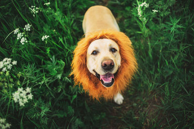 Portrait of a dog on field