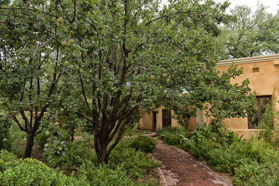 Footpath amidst trees and plants in garden