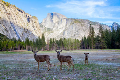 Deer in yosemite national park, california, usa