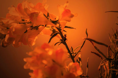 Close-up of flowering plant against orange sky