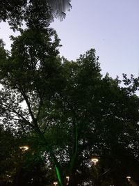 Low angle view of trees against sky