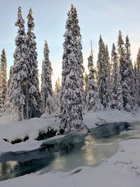 Pine trees on snow covered land against sky