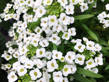 High angle view of white flowering plants in park