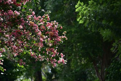 Flowers growing on tree