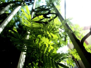 Low angle view of fern leaves on tree