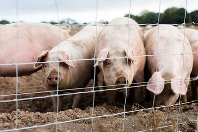 Pigs in field 