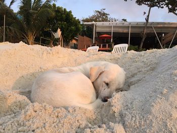 View of a dog relaxing on sand