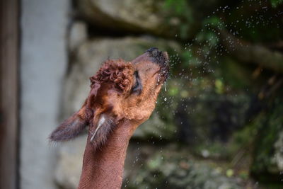 Alpaca is drinking water 