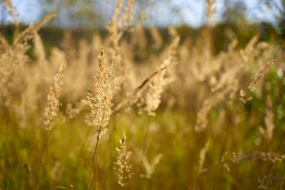 Close-up of stalks in field