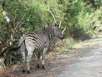 Zebra standing by tree