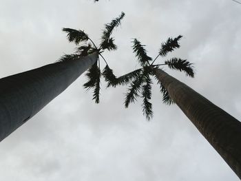 Low angle view of palm tree against sky