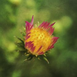 Close-up of red flower blooming outdoors