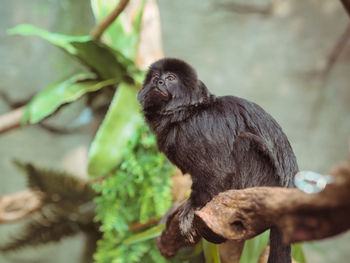 Close-up of monkey