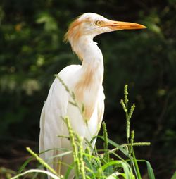 Close-up of crane bird in green grass.