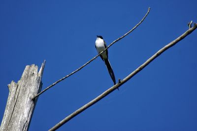 Low angle view of birds perching on wall