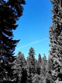 Low angle view of pine trees against sky during winter