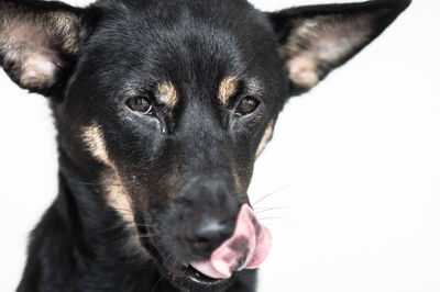 Close-up portrait of a dog