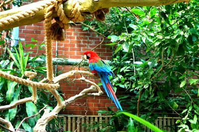 Bird perching on branch against plants