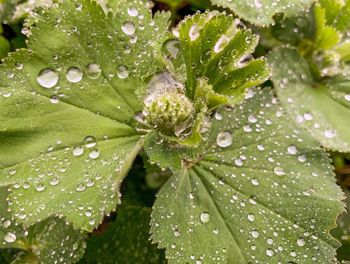 Full frame shot of wet leaves on rainy day