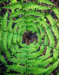 Close-up of fern leaves