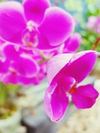 Close-up of pink flowers