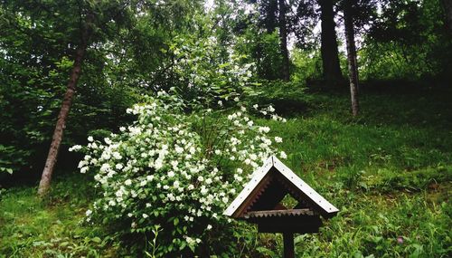 Scenic view of flowering trees on field in forest