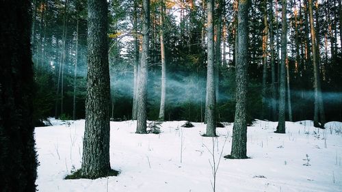 Snow covered trees in forest