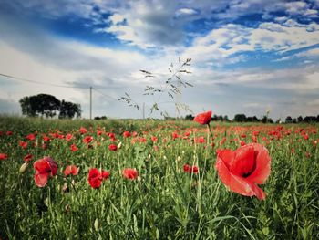 Red poppy flowers on field against sky