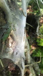 Close-up of spider web on tree trunk