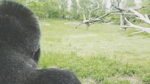 Close-up of dog on field