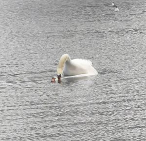 Swan swimming in lake