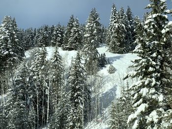 Snow covered pine trees in forest against sky