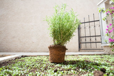 Potted plant on seedlings against wall
