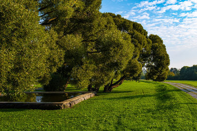 Large trees and an idle fountain in the yellow rays of the sun. 