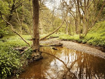 Stream flowing in forest