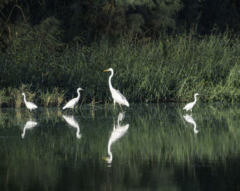 Flock of swan in lake