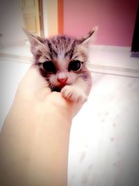 Close-up of hand holding kitten at home