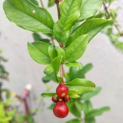 Close-up of red berries growing on tree