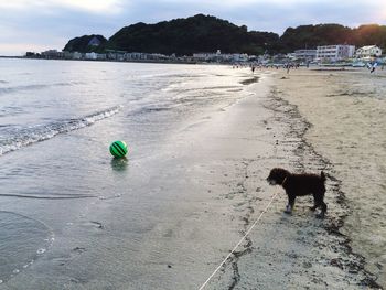 Dog standing on beach