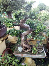 Potted plants on the wall