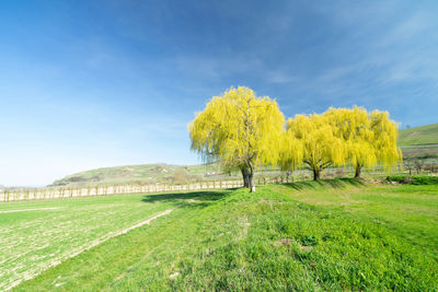 Scenic view of field against sky