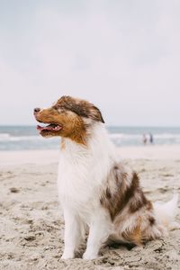 Dog sitting on beach