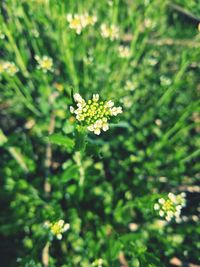 Close-up of white flowers