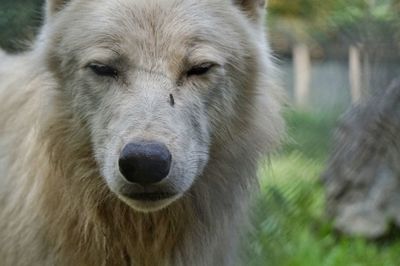 Close-up portrait of a wolf