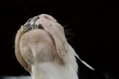Close-up of white horse against black background