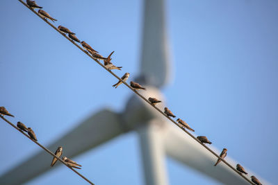 Low angle view of birds perching on cable