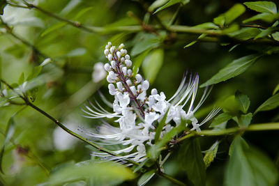 Close-up of white flowering plant