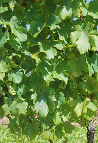 Full frame shot of leaves