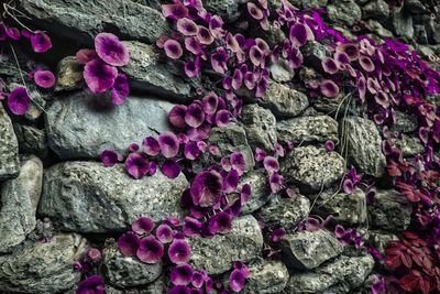 Close-up of purple flowers on rock